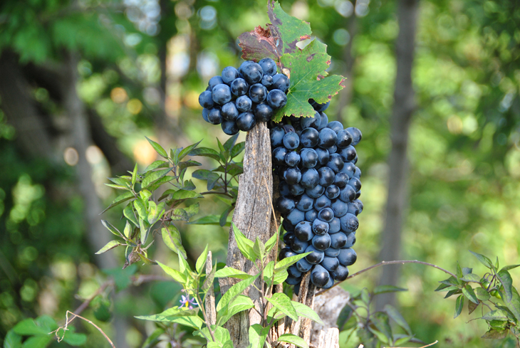 vendemmia